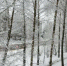 Погода в Одоеве 19 декабря: сегодня в посёлке сказочно снежно - Газета Новая жизнь